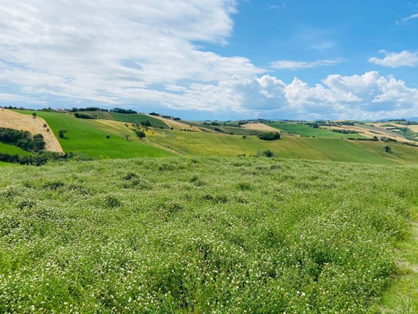casa indipendente in vendita a Belvedere Ostrense