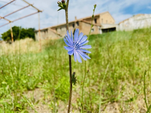 casale in vendita a Belvedere Ostrense