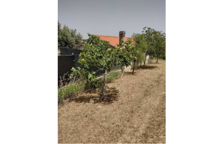 terreno agricolo in vendita a Belvedere Ostrense in zona Fornace