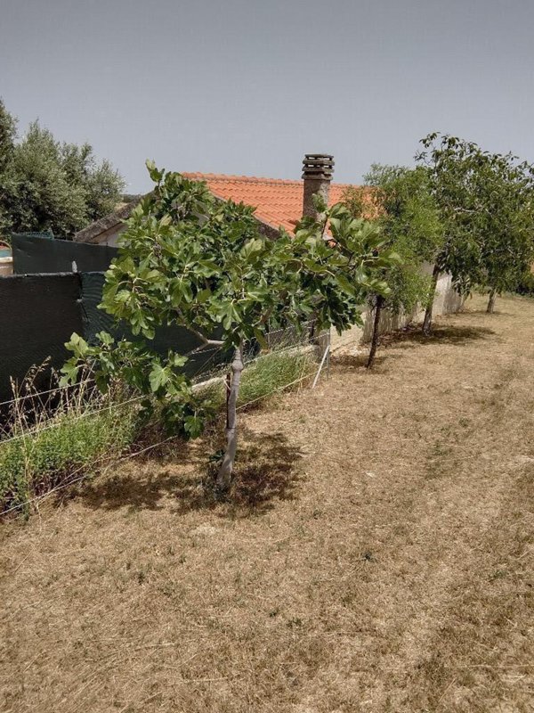 terreno agricolo in vendita a Belvedere Ostrense in zona Fornace