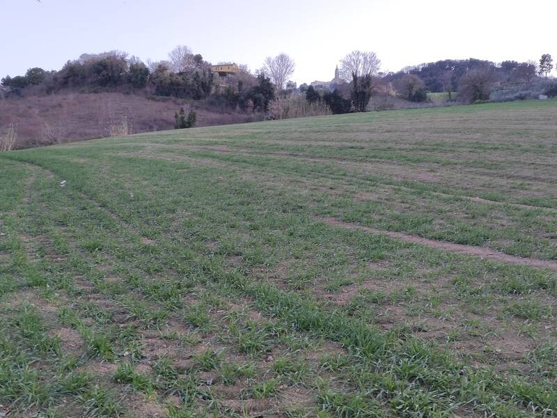 terreno agricolo in vendita a Camerano