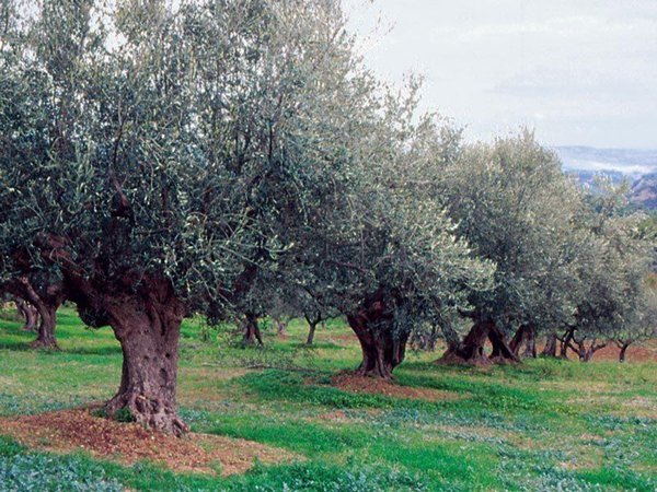 appartamento in vendita a Camerano in zona San Germano