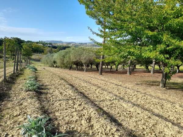 terreno agricolo in vendita a Camerano