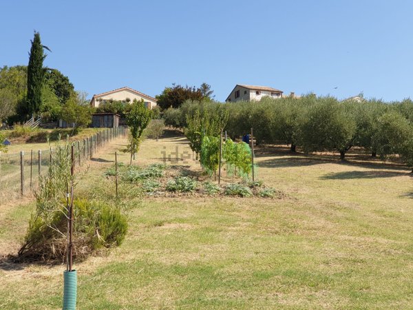 terreno agricolo in vendita a Castelplanio in zona Piagge