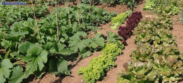 terreno agricolo in vendita a Chiaravalle