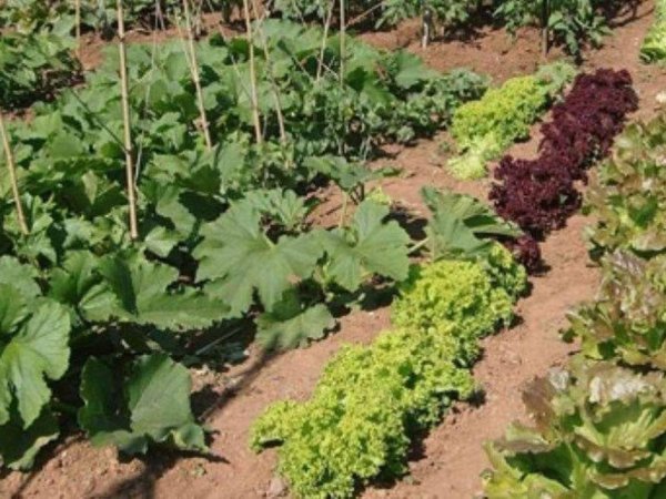 terreno agricolo in vendita a Chiaravalle