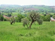 casa indipendente in vendita a Corinaldo