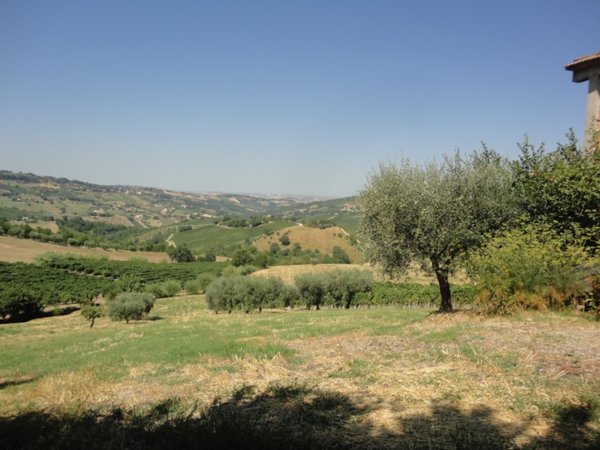 terreno agricolo in vendita a Cupramontana