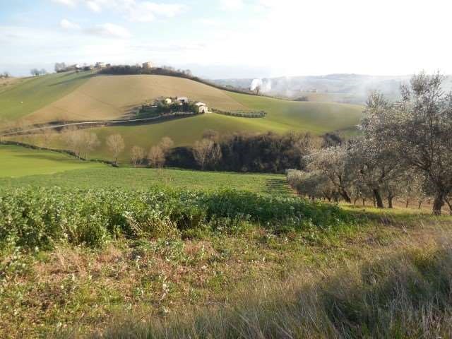 terreno agricolo in vendita a Filottrano in zona Montoro
