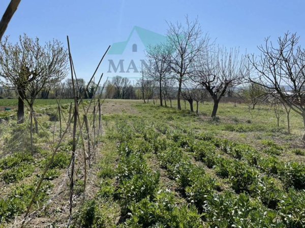 terreno agricolo in vendita a Jesi