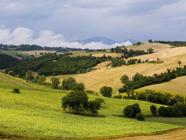 terreno agricolo in vendita a Jesi