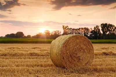 terreno agricolo in vendita a Jesi