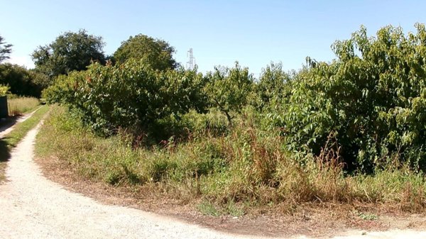 terreno agricolo in vendita a Jesi