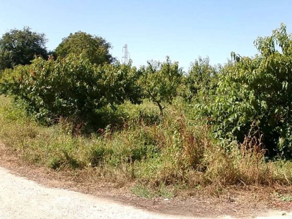terreno agricolo in vendita a Jesi