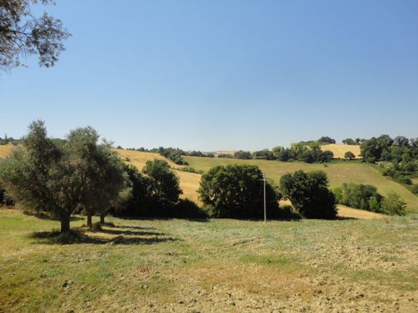 terreno agricolo in vendita a Jesi