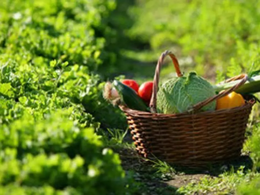 terreno agricolo in vendita a Jesi