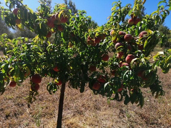 terreno agricolo in vendita a Jesi