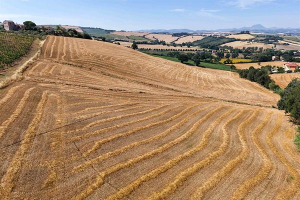 terreno agricolo in vendita a Jesi