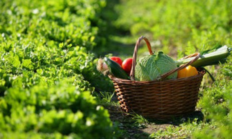 terreno agricolo in vendita a Jesi