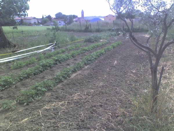 terreno agricolo in vendita a Loreto in zona Villa Musone
