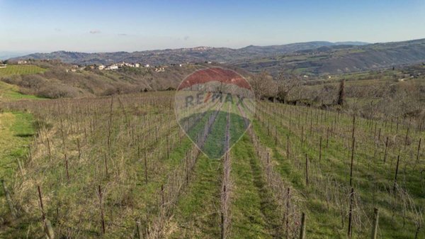 terreno agricolo in vendita a Mergo