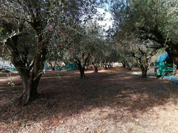 terreno agricolo in vendita a Monsano