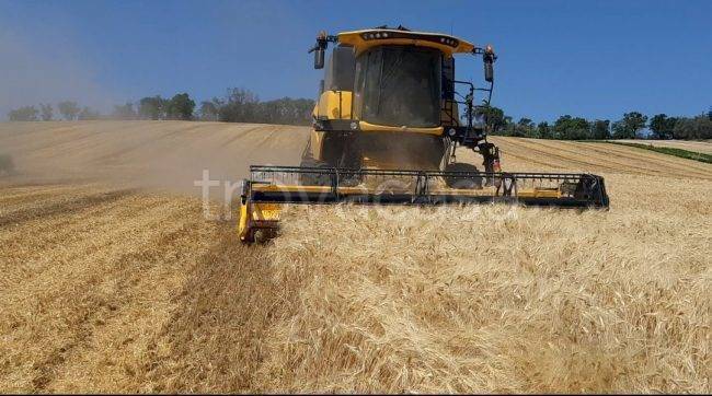 terreno agricolo in vendita a Montecarotto