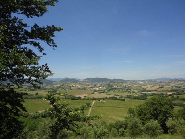 terreno agricolo in vendita a Montecarotto
