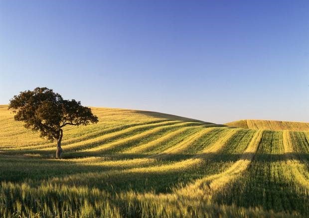 terreno agricolo in vendita a Montecarotto