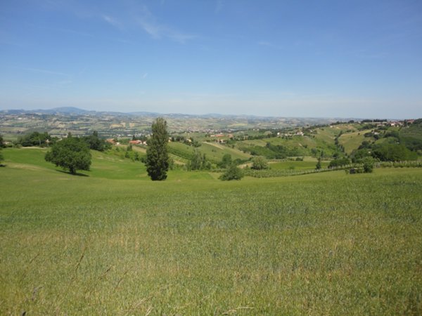terreno agricolo in vendita a Montecarotto