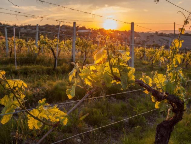 pentavano in vendita a Montecarotto