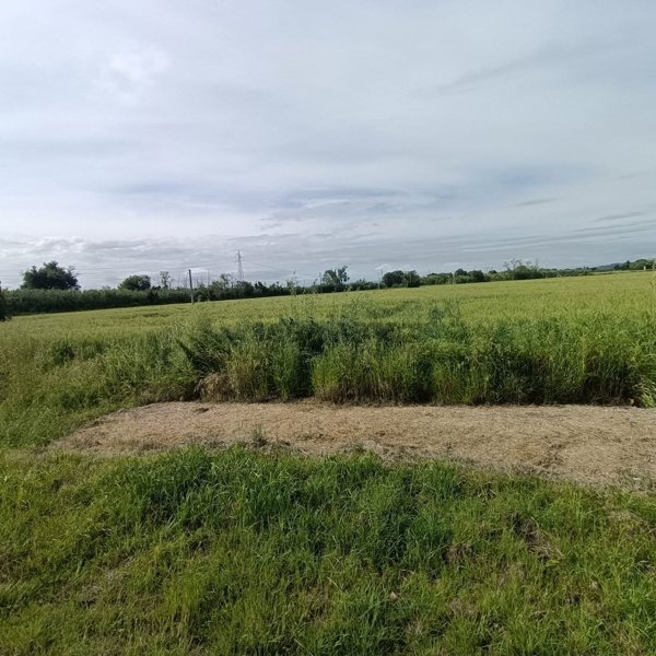 terreno agricolo in vendita a Montemarciano