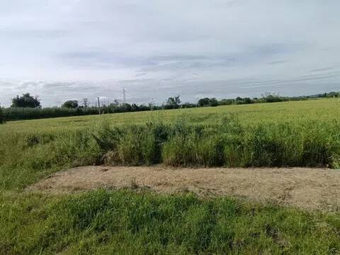 terreno agricolo in vendita a Montemarciano in zona Gabella