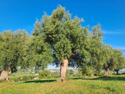 casa indipendente in vendita a Monte Roberto in zona Pianello Vallesina