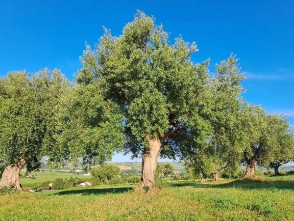 terreno agricolo in vendita a Monte Roberto in zona Pianello Vallesina