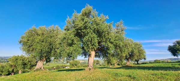 casa indipendente in vendita a Monte Roberto in zona Pianello Vallesina