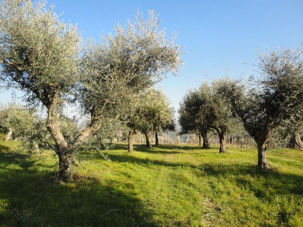 pentavano in vendita a Monte Roberto