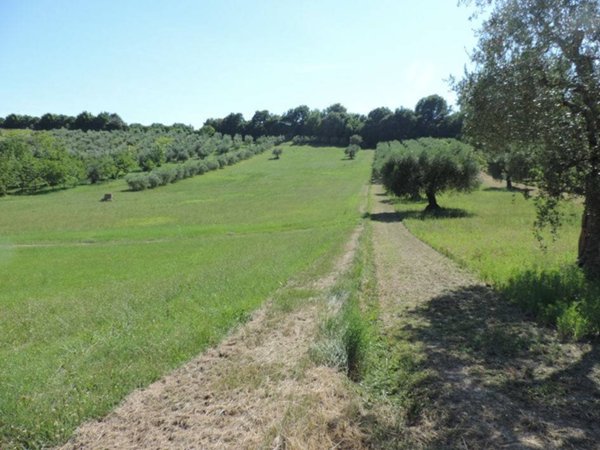 terreno agricolo in vendita a Monte San Vito