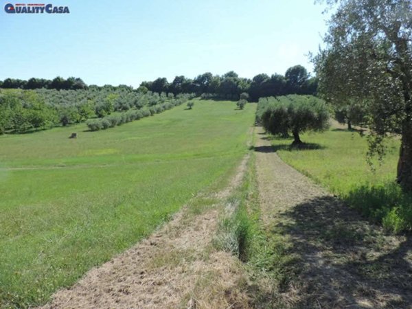 terreno agricolo in vendita a Monte San Vito