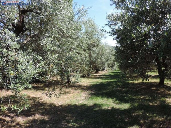 terreno agricolo in vendita a Monte San Vito