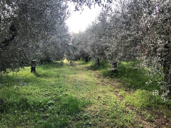 terreno agricolo in vendita a Monte San Vito