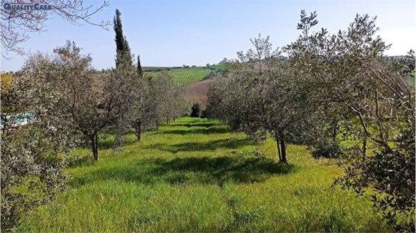 terreno agricolo in vendita a Morro d'Alba in zona Santa Maria