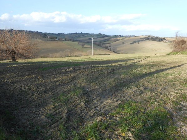 terreno agricolo in vendita a Morro d'Alba