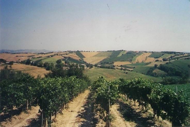 casa indipendente in vendita a Morro d'Alba