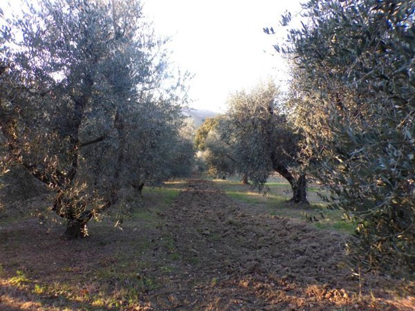terreno agricolo in vendita a Morro d'Alba in zona Santa Maria