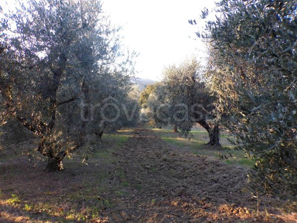 terreno agricolo in vendita a Morro d'Alba in zona Santa Maria
