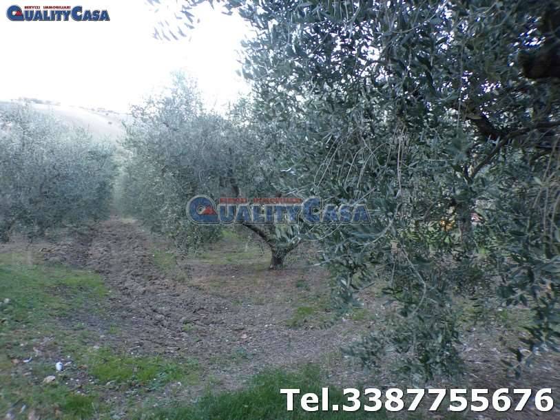 terreno agricolo in vendita a Morro d'Alba in zona Santa Maria