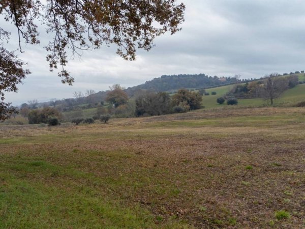 terreno agricolo in vendita ad Offagna