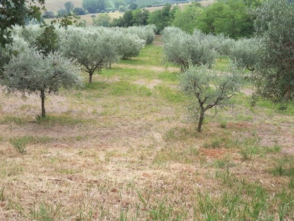 casa semindipendente in vendita ad Offagna