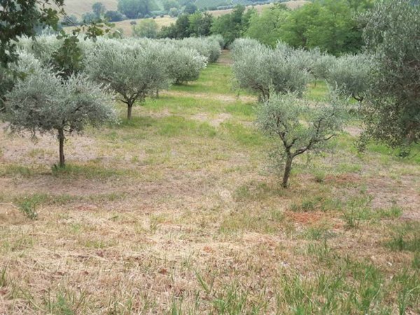 casa semindipendente in vendita ad Offagna